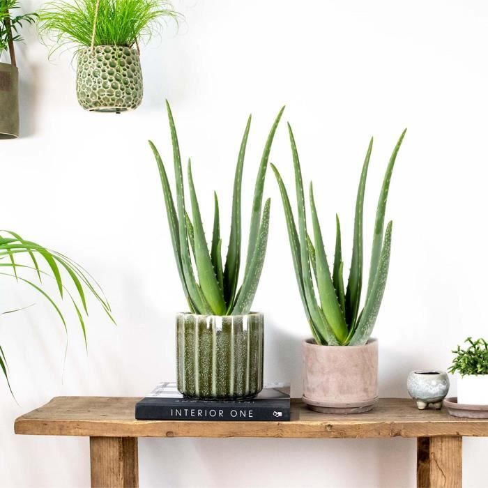 2x Aloe Vera Barbadensis - Plante succulente - Entretien facile - D12 cm - H35-40 cm