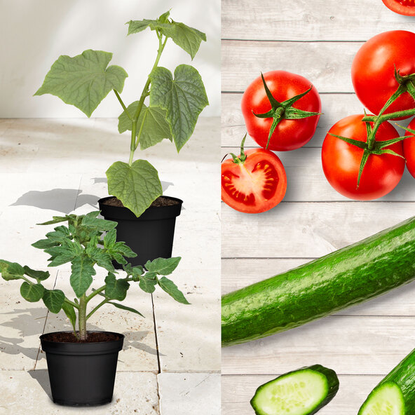 Plante de legume, set de 4