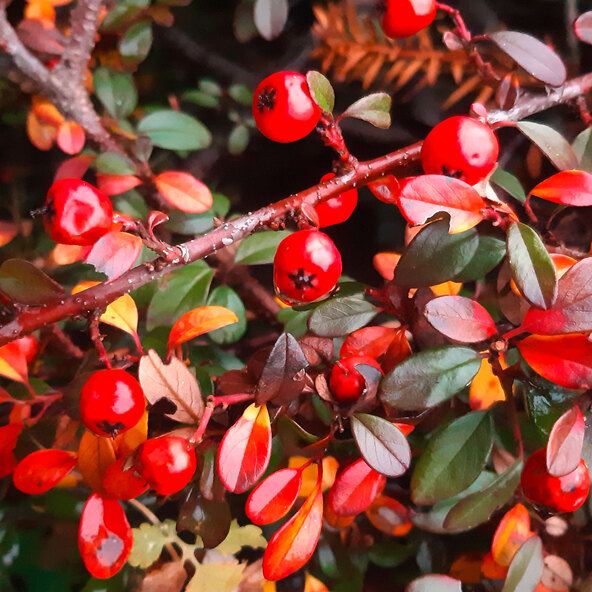 Tapijt van cotoneaster en eikenhout, set van 9