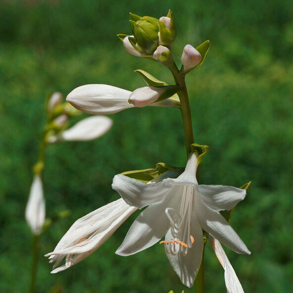 Hosta „Schattendenzauber” Set de 3