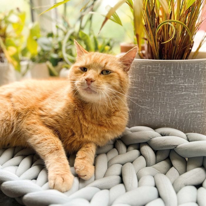 Aumüller vensterbankzitje voor katten - grof gebreid kattenbed - grijs