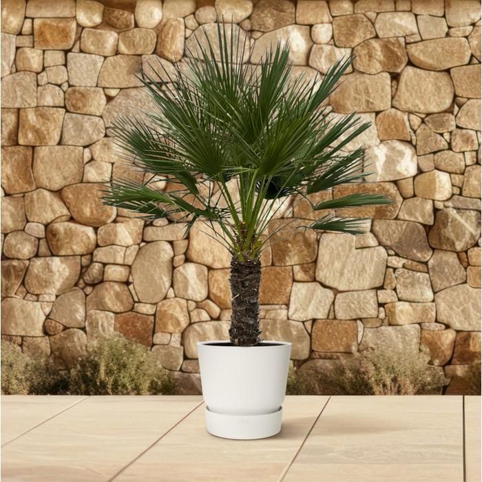 Chamaerops humilis op stam in a 45cm diameter pot. A green plant, Chamaerops humilis op stam type, delivered in a pot, ideal for bright indoors