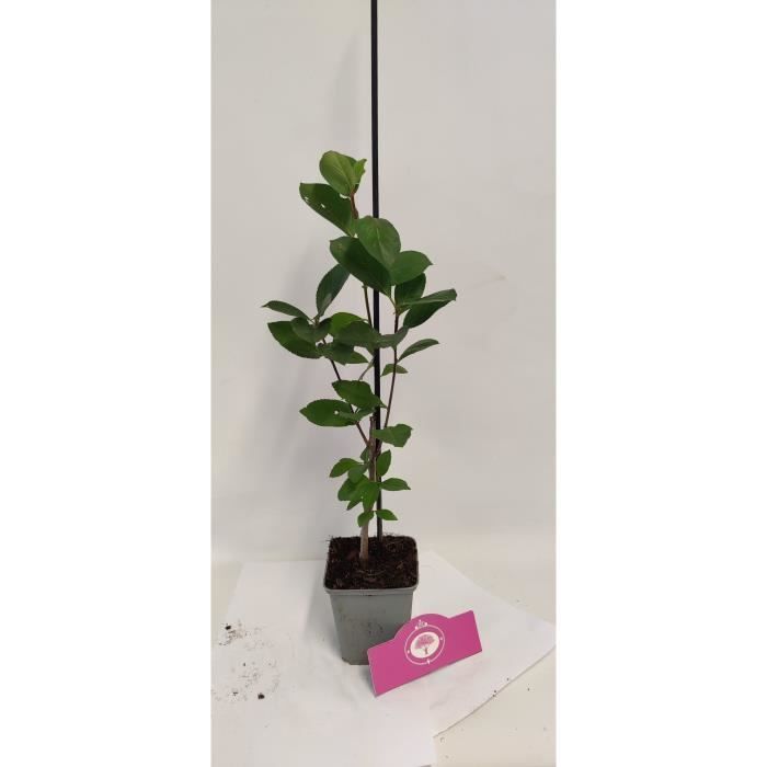Arbustos de bayas especiales - Schramas - Mezcla de 4 variedades - Maceta de 9 cm - Frutos comestibles - Resistente al frío