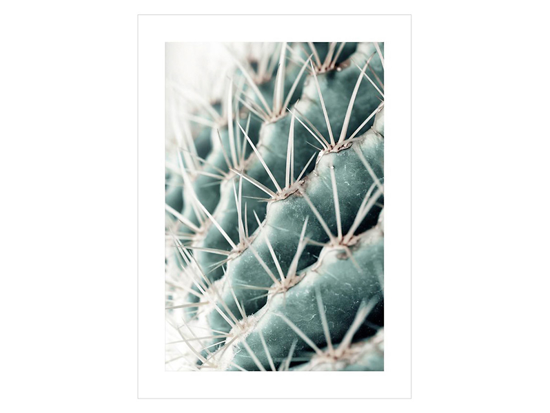 Plakat Kaktus 50x70 cm