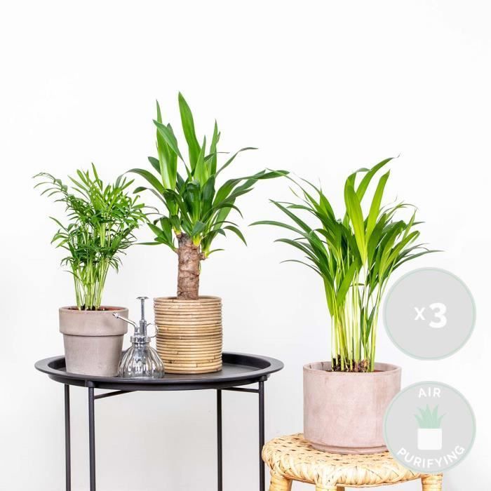 Ensemble de 3 palmiers tropicaux - Dypsis-Chamaedorea-Yucca - Facile d'entretien - D12 cm - H20-45 cm