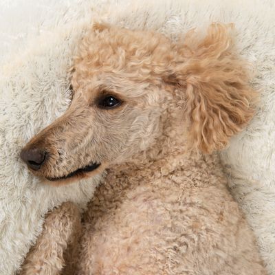 Fluffy hundeseng