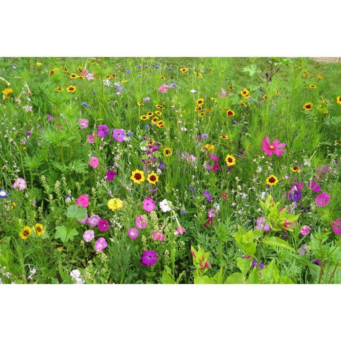 Mezcla de flores para mariposas - BHS - 230 g - 39 variedades perennes y anuales