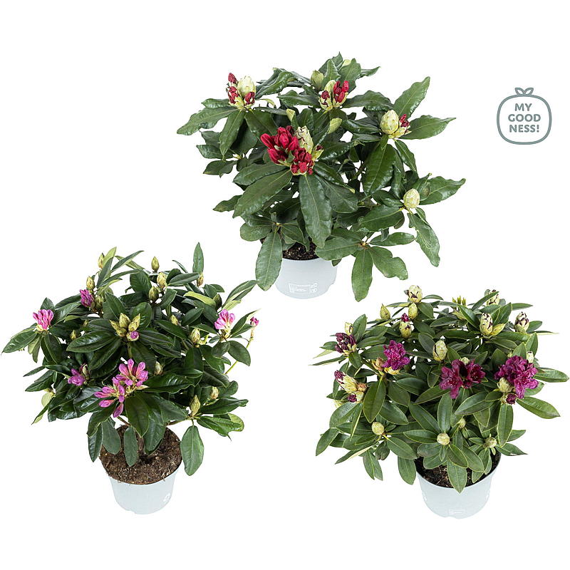 Rhododendron-Mischung