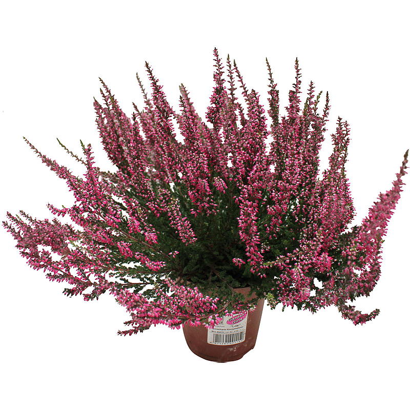 Calluna Trädgårdsflickor 11 cm