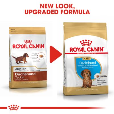 Cucciolo di bassotto Royal Canin
