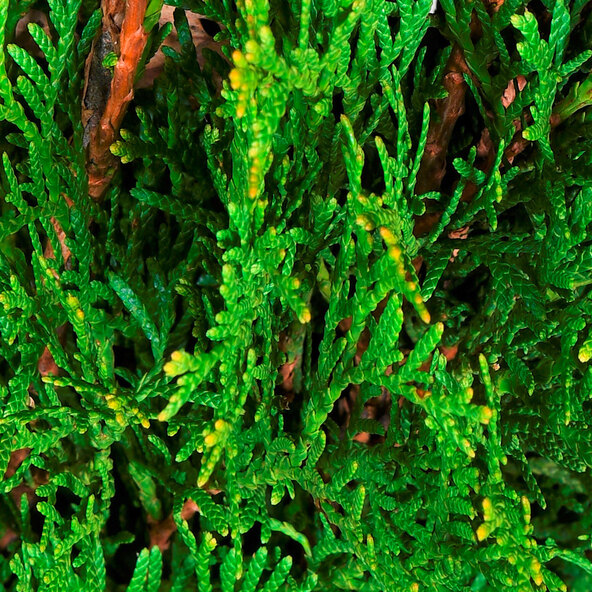 Lebensbaum-Hecke Easy Grow, juego de 3