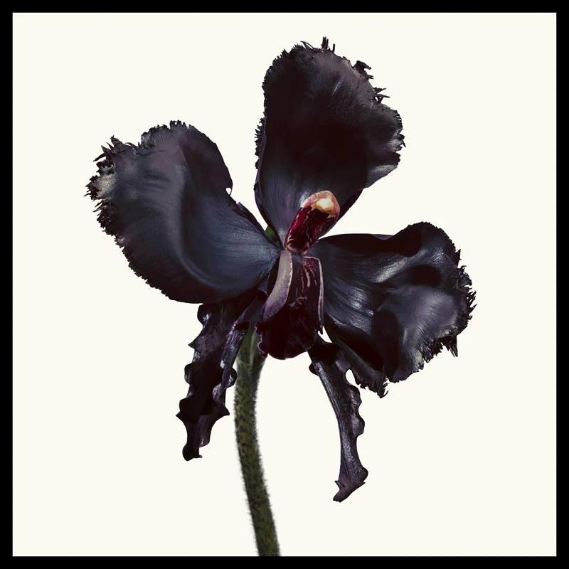 TOM FORD Black Orchid Reserve, Unisex-Parfüm