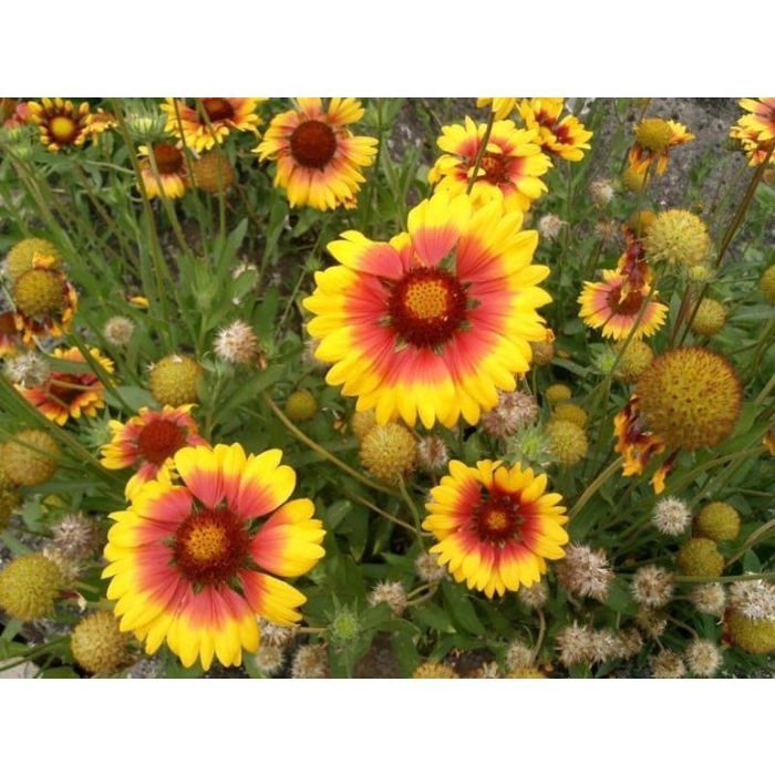 Graine - Semence - Gaillarde vivace à grande fleur variée
