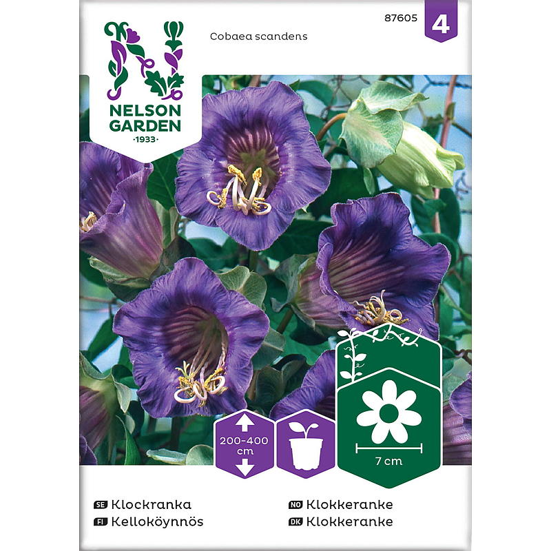 Graines de jardin Nelson, vigne de cloche bleue