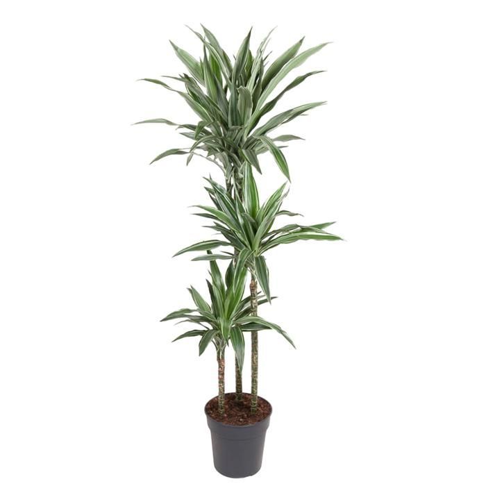 Dracaena Warneckei in a 27cm diameter pot. Green plant, Dracaena Warneckei type, delivered in a pot, ideal for bright indoors.