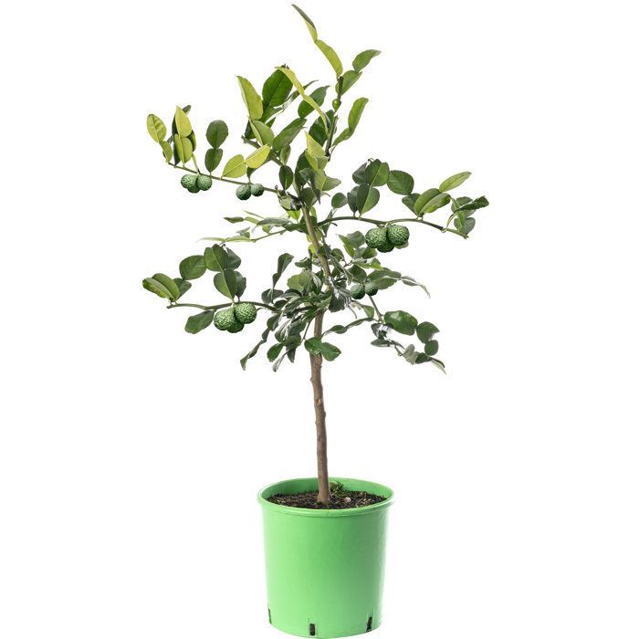 Gran árbol de lima kaffir, cultiva tu propia fruta en casa, tanto en interiores como en exteriores.