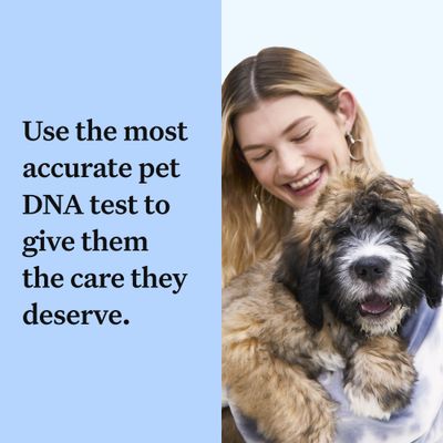 Wisdom Panel™ Rassebestimmungs-DNA-Test für Hunde