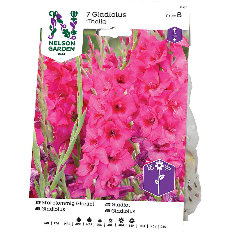 Nelson trädgård Gladiolus Storbl. Thalia