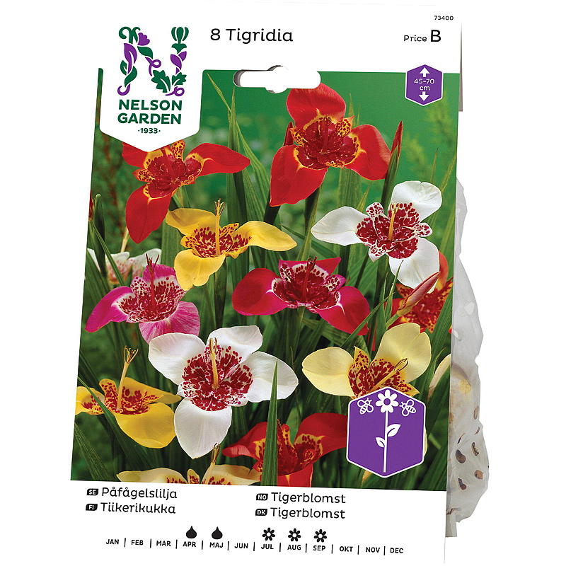 Nelson-Garten Tigerblume Tigrida Pavonia, panaschiert