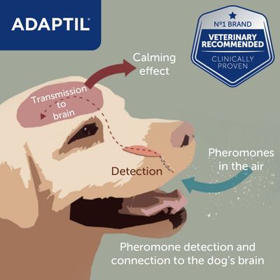 Recharge ADAPTIL® Calm