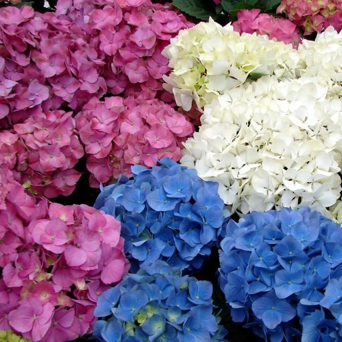 3 X HORTENSIAS EN LOT ARBUSTE A FEUILLES CADUQUES PLANTE VIVACE EN POT
