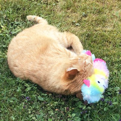 Jouet pour chat Aumüller Angie Alpaca