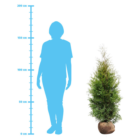 Thuja Brabant, συσκευασία 20 τεμαχίων + λίπασμα