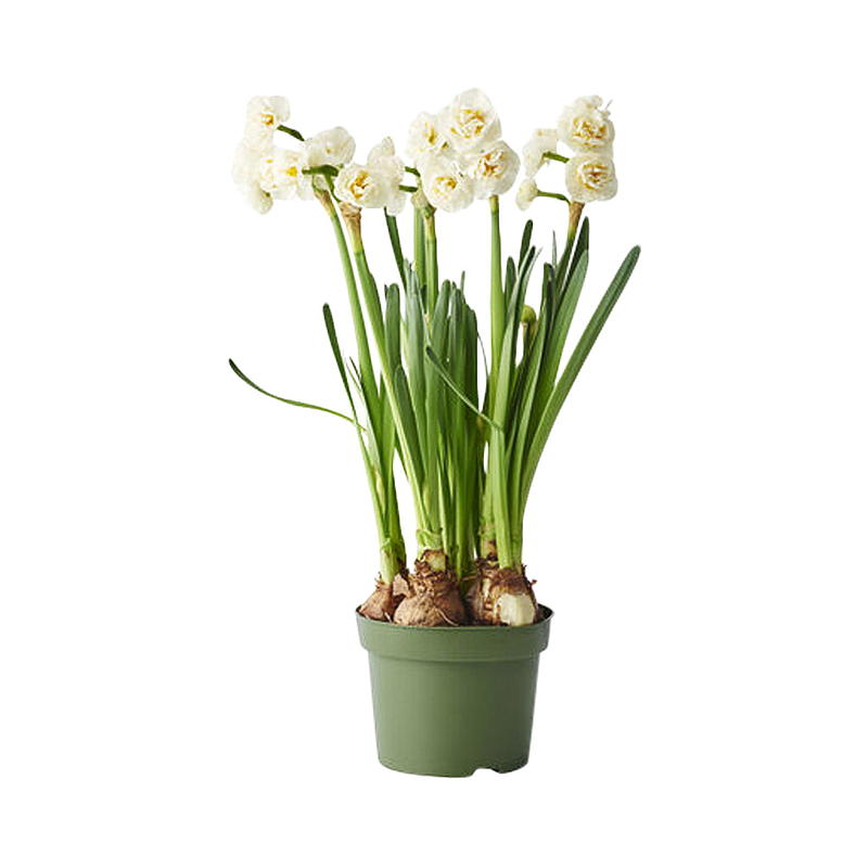 Geurige lelie P12, Narcissus bruidskroon