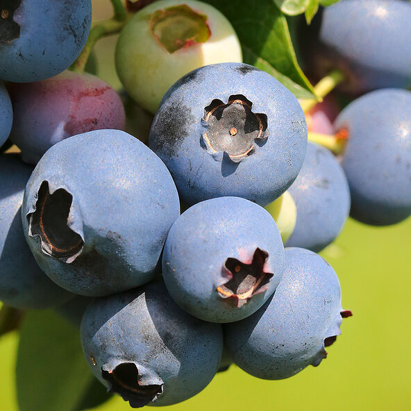 Beeren-Mix Vitaminkracher, 3er-Set