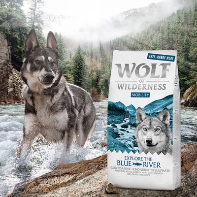 Wolf of Wilderness 