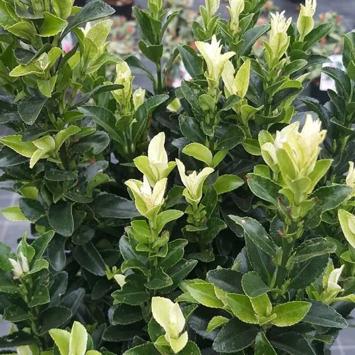 Euonymus Paloma Blanca - Japanse kardinaalsmuts | Groenblijvende struik in een pot voor de tuin.