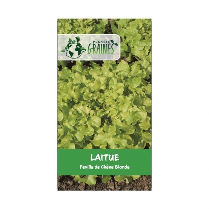 300 semillas de lechuga de hoja de roble rubia: ensalada tierna y crujiente con cosecha prolongada.