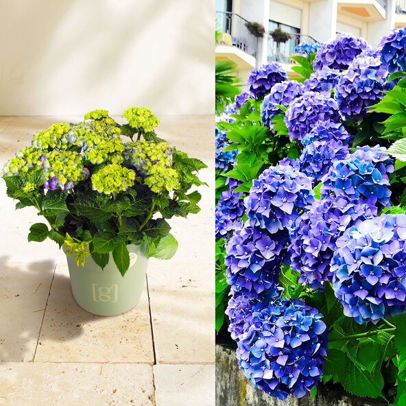 Ορτανσία Bigleaf King Size Blue