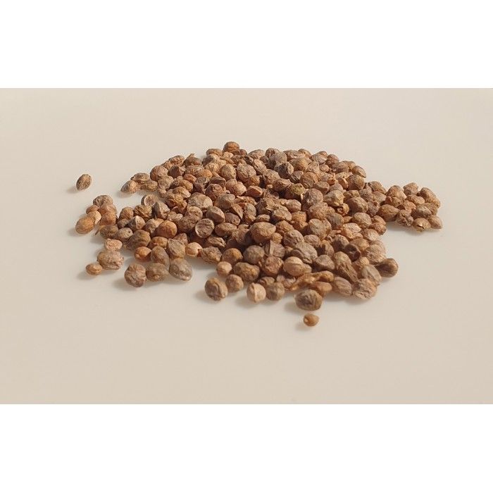 250 Graines Bio - Epinard Géant d'hiver - Certifié AB
