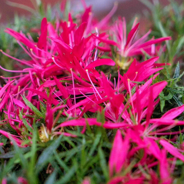 Japanese Azalea Star Style, pink