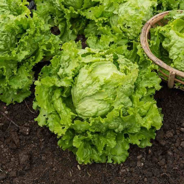 Semillas - Vilmorin - Lechuga Batavia Golden Spring