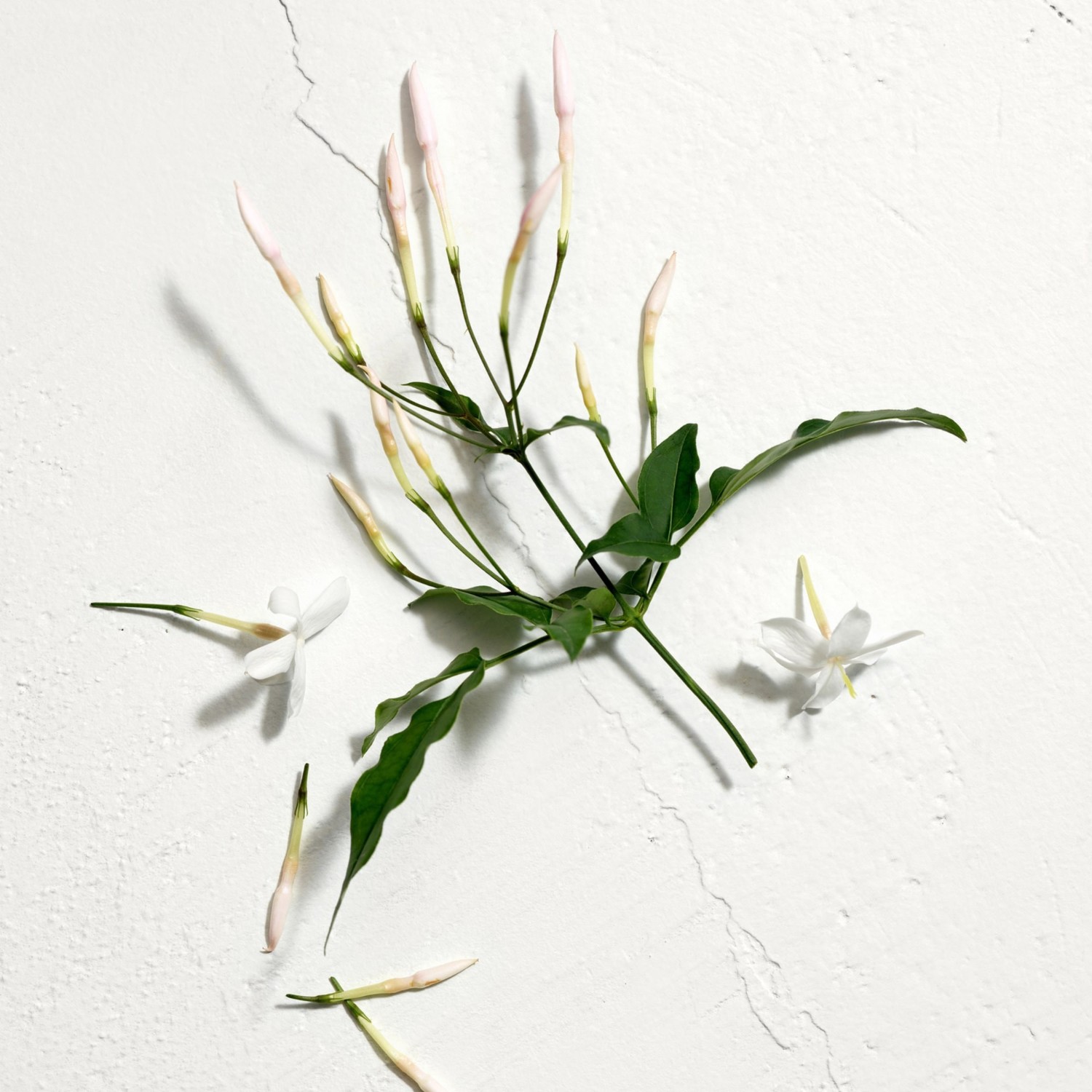 Jil Sander Sun Women