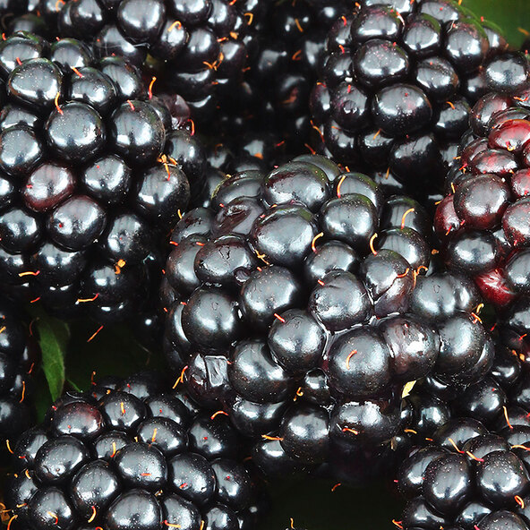 Beeren-Mix Vitaminkracher, σετ 3 τεμαχίων