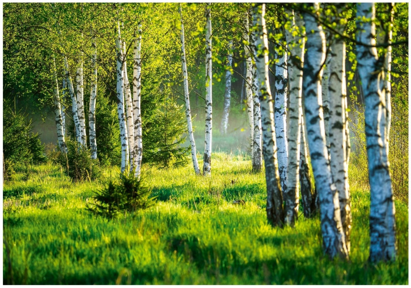 Fototapeta Las Brzozowy Drzewa Natura Łąka Salon Sypialnia Tapeta 250X175