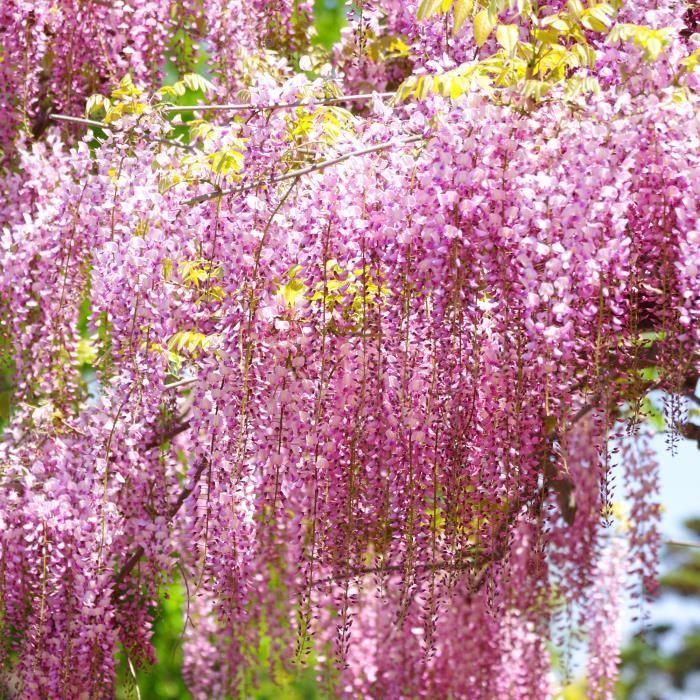 Wisteria Mix - 3 Plants - Hardy, climbing, deciduous flowering shrub