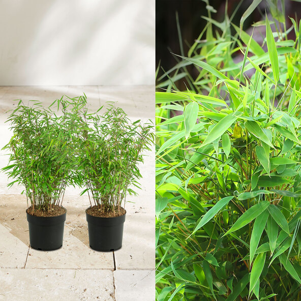 Gartenbambus «Γλυκά Δίδυμα», Σετ 2 τεμαχίων