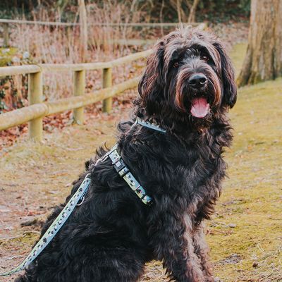 Max & Molly Schwarzes Schaf H-Geschirr