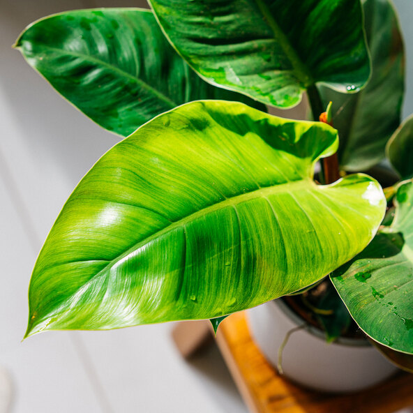 Filodendron Verde Imperial