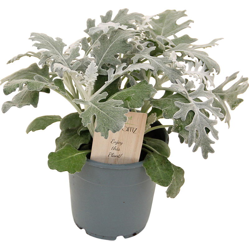 Sølvkrans P12, Senecio cineraria