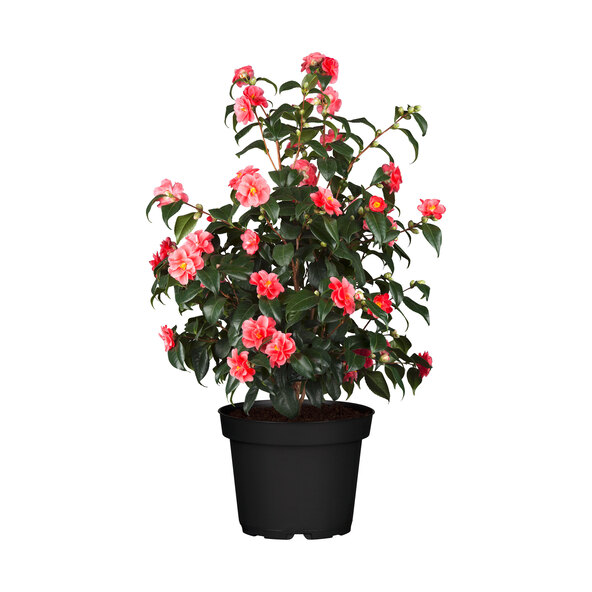 Gartenkamelie, roz