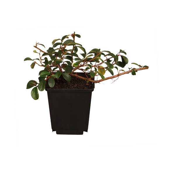 Covor din lemn de stejar Cotoneaster, set de 9
