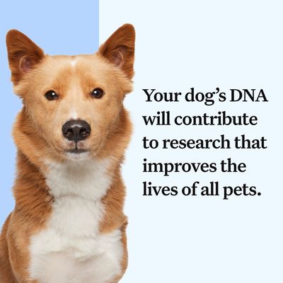 Základní test DNA pro psy Wisdom Panel™