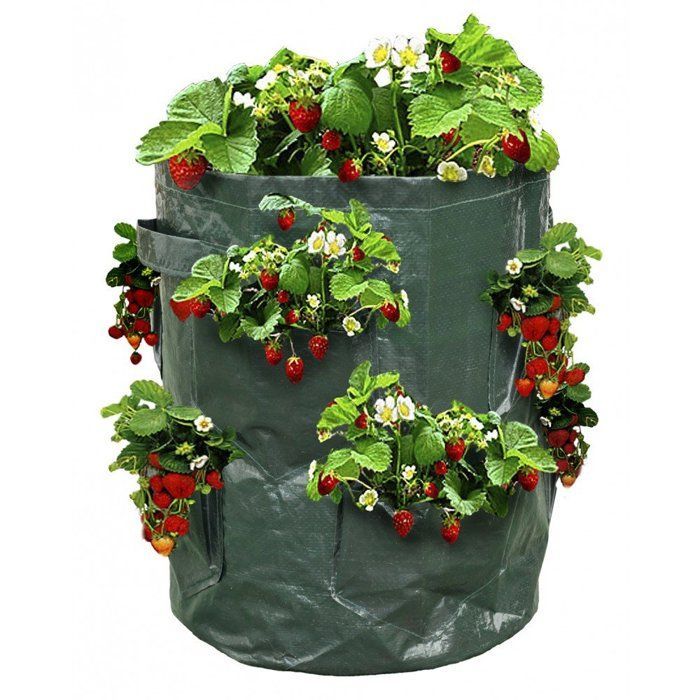 Bolsa para plantar fresas - Bolsa para plantar fresas - X2