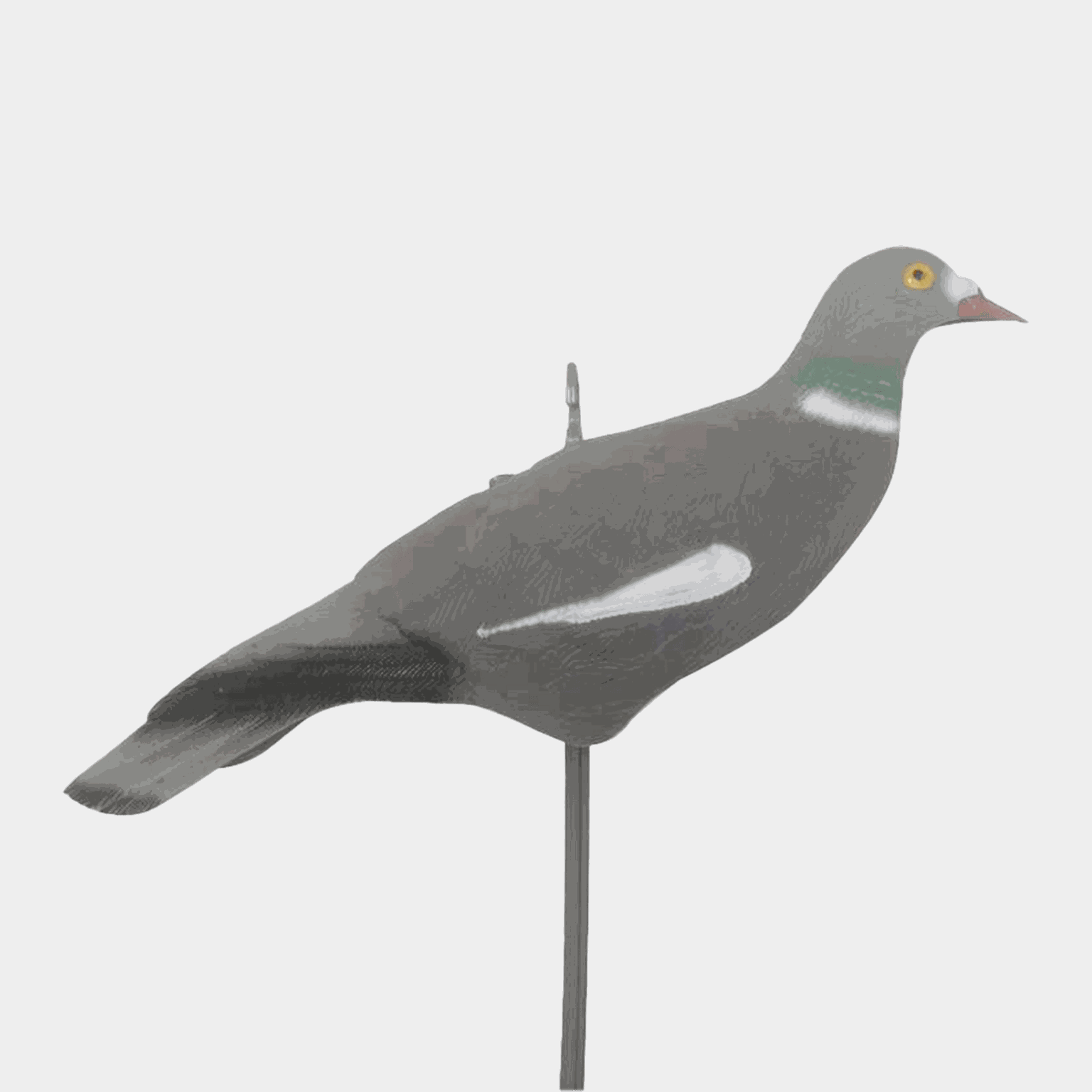  Bronze, isca, pombo selvagem - cinza
