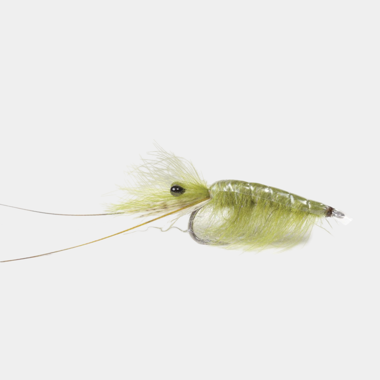 Olive CDC Shrimp #6 -